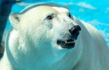 Portrait of a polar bear in the zoo