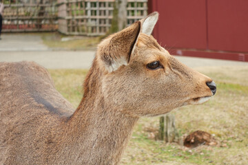 animal, deer, nature, brown, farm, portrait, animals, face,Nara,Japan,sika,japanese, nara park, japanese deer, 일본, 일본여행,나라공원,사슴,일본 나라, 나라여행,しか,鹿,奈良,奈良公園,関西,동물,공원,여행