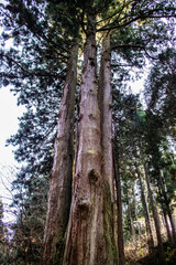 御岩神社　御岩山の三本杉
