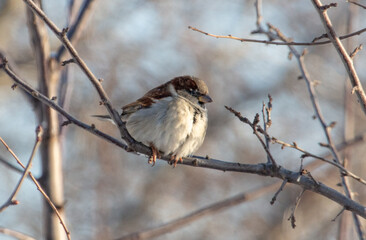 Portrait of a sparrow on a tree branch
