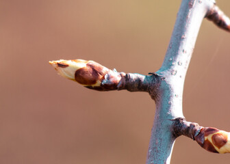 Swollen pear bud in spring. Macro