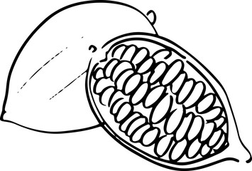 Sketch Chocolate Cocoa beans