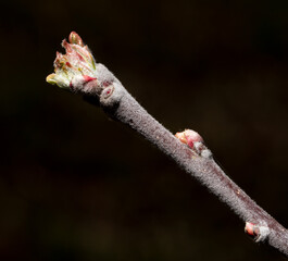 Swollen buds of an apple tree on a branch in spring. Macro