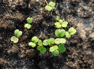 Radish shoots on the ground in the garden. Spring