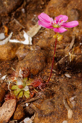Beautiful pygmy sundew (Drosera pulchella) with pink flower, in natural habitat, Southwest Western Australia