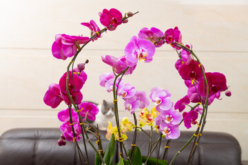 blooming orchids in a living room
