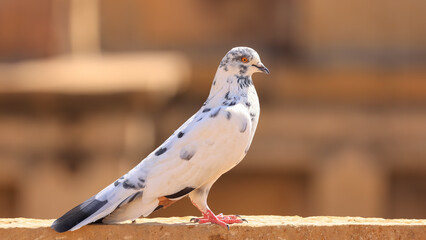 Close up view of white pigeon on a fort wall in Rajasthan, India.