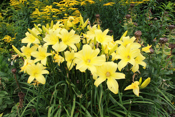 Obraz premium Maison et jardins de Claude Monet à Giverny 