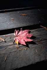 red leaf in fall or autumn, lying on a boardwalk in the late afternoon sunlight - perfect for thanksgiving cards