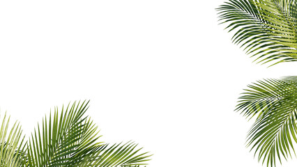 Summer Tropical palm leaves. Exotic palms tree. Transparent Background.