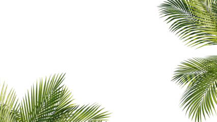 Summer Tropical palm leaves. Exotic palms tree. Transparent Background.