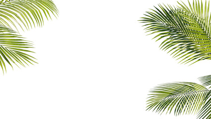 Summer Tropical palm leaves. Exotic palms tree. Transparent Background. - obrazy, fototapety, plakaty