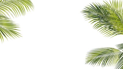 Summer Tropical palm leaves. Exotic palms tree. Transparent Background.