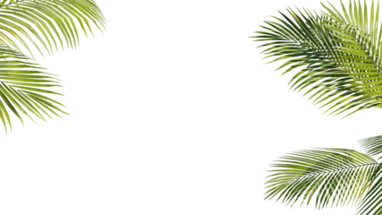 Poster Summer Tropical palm leaves. Exotic palms tree. Transparent Background. © Nawaphon