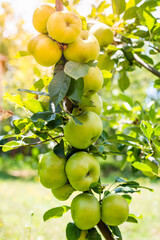 Apple harvest in the orchard. A branch covered with apples on a sunny summer day