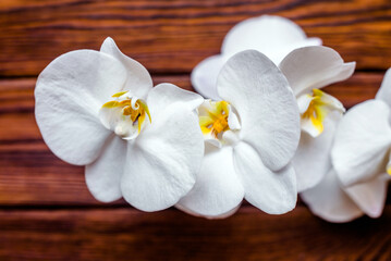 Obraz na płótnie Canvas A branch of white orchids on a brown wooden background 