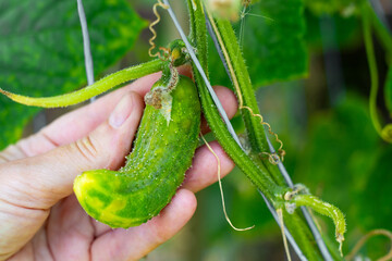 Diseases of cucumbers. A gardener examines a wrinkled, hook-shaped, diseased cucumber fruit on a branch. Growing vegetable