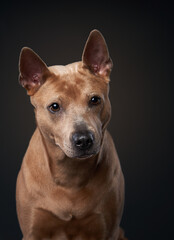 A poised Thai Ridgeback dog peers out with attentive eyes in a studio setting, its fawn coat a rich...
