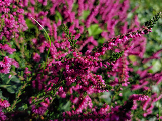 Common heather, ling, or simply heather (Calluna vulgaris) 'Carmen' flowering with deep pink...