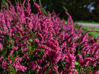 Common heather, ling, or simply heather (Calluna vulgaris) 'Carmen' flowering with deep pink flowers in bright sunlight in autumn
