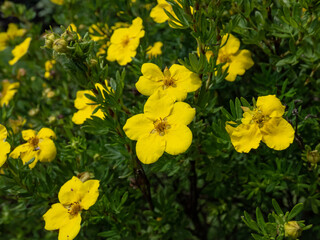 Obraz premium Shrubby cinquefoil (Pentaphylloides fruticosa) 'Dacota sunspot' with bright green foliage flowering with deep golden flowers