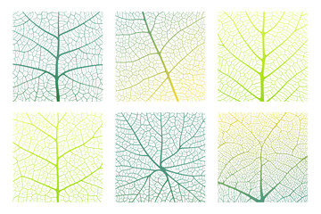 Leaf vein texture abstract background set with close up plant leaf cells ornament texture pattern. Green and white organic macro linear pattern of nature leaf foliage vector illustration.