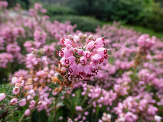 Cornish heath or wandering heath (Erica vagans) 'Pyrenees Pink' with dark green foliage flowering...