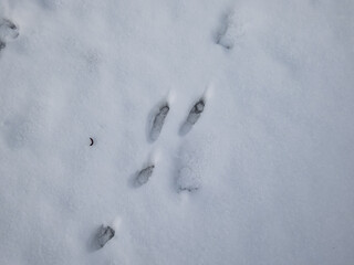 Footprints of paws of the European hare or brown hare (Lepus europaeus) on ground covered with snow in winter