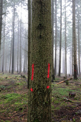 Tree marking