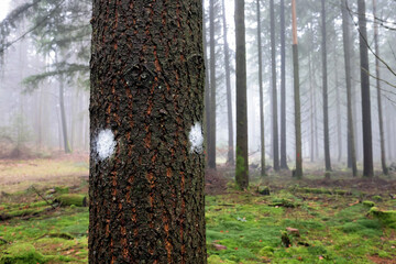 tree marker