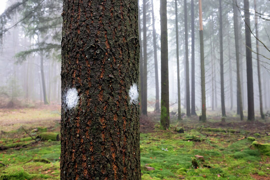 tree marker