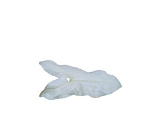 The white background in the picture is the leaves of a type of ornamental plant called white spotted leaf. They are entirely white with long, oval, soft leaves used to grow as a decorative plant.