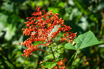 The Clerodendrum Paniculatum pagoda flower in the forest