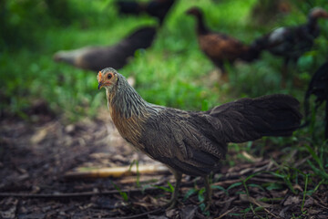 Portrait of the beautiful colorful chicken stand out against the natural background.
