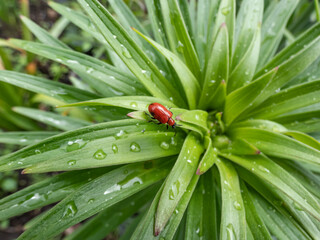 Macro shot of adult scarlet lily beetle (Lilioceris lilii) sitting on a green lily plant leaf blade...