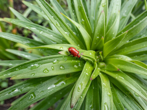 Macro shot of adult scarlet lily beetle (Lilioceris lilii) sitting on a green lily plant leaf blade in garden. Its forewings are bright scarlet and shiny. Legs, eyes, antennae and head are black
