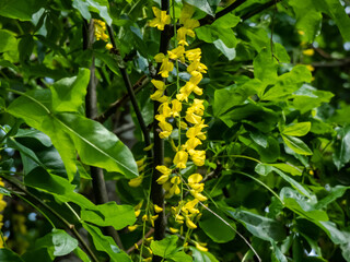 The golden chain or golden rain tree (common laburnum) flowering with the long racemes of densely packed yellow flowers in park - obrazy, fototapety, plakaty