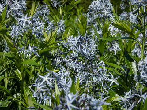 Close-up shot of the Blue star (Amsonia tabernaemontana) flowering with terminal, pyramidal clusters of soft light blue, star-like flowers in spring