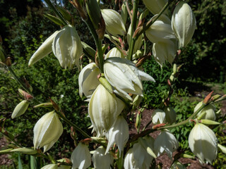 Adam’s needle and thread, common yucca, Spanish bayonet, bear-grass, needle-palm, silk-grass and...