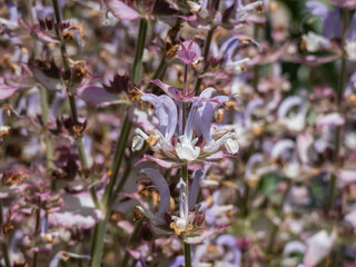 Macro shot of lilac and white flower of the clary or clary sage (Salvia sclarea) with garden scenery in background in summer