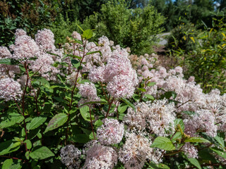 Jersey tea ceanothus, red root, mountain sweet or wild snowball (Ceanothus americanus) having thin...