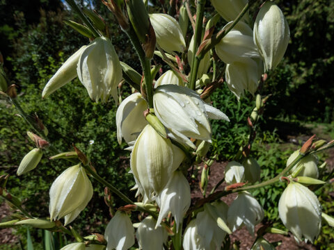 Adam&rsquo;s needle and thread, common yucca, Spanish bayonet, bear-grass, needle-palm, silk-grass and spoon-leaf yucca (Yucca filamentosa) flowering with pendulous cream flowers in summer