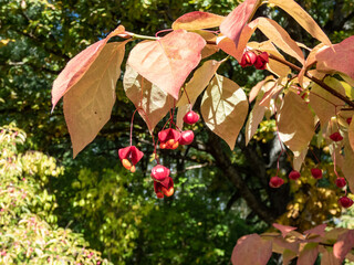The flat-stalked spindle (euonymus sachalinensis syn. Euonymus planipes)) with leaves turning red in autumn, and red fruits which splits open to orange seeds