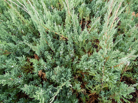 Evergreen Creeping juniper (Juniperus horizontalis) Alpina featuring grayish green and scale-like foliage along the ground which turn purple and produces blue berries