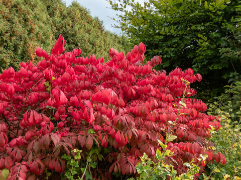 Beautiful, colorful - pink and red leaves of popular ornamental plant winged spindle, winged euonymus or burning bush (Euonymus alatus (thunb,) Siebold) 'Compactus'