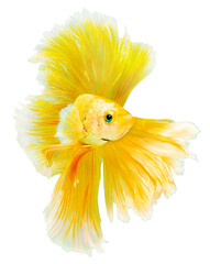 Yellow Halfmoon Betta splendens or siamese fighting fish isolated on white background, With...