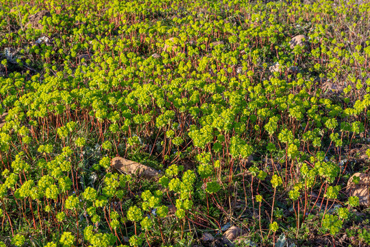 Euphorbia helioscopy. Field covered with sun spurge plants.