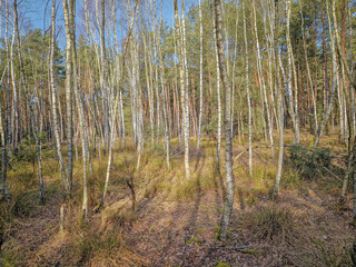 Coniferous forest and birches without leaves.