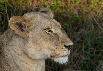 A face of a lioness glancing into the distance, Kruger National Park. 