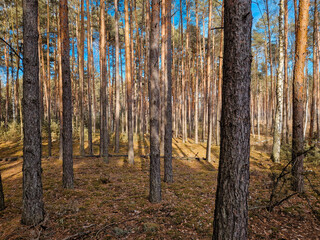 Fototapeta premium Coniferous forest and birches without leaves.